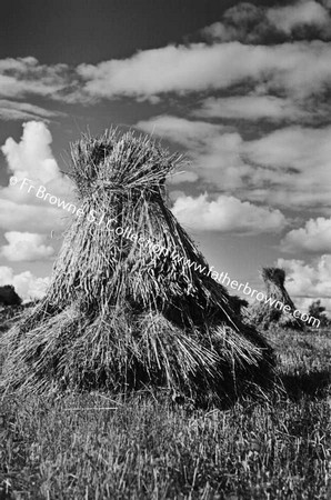 HARVEST SCENE